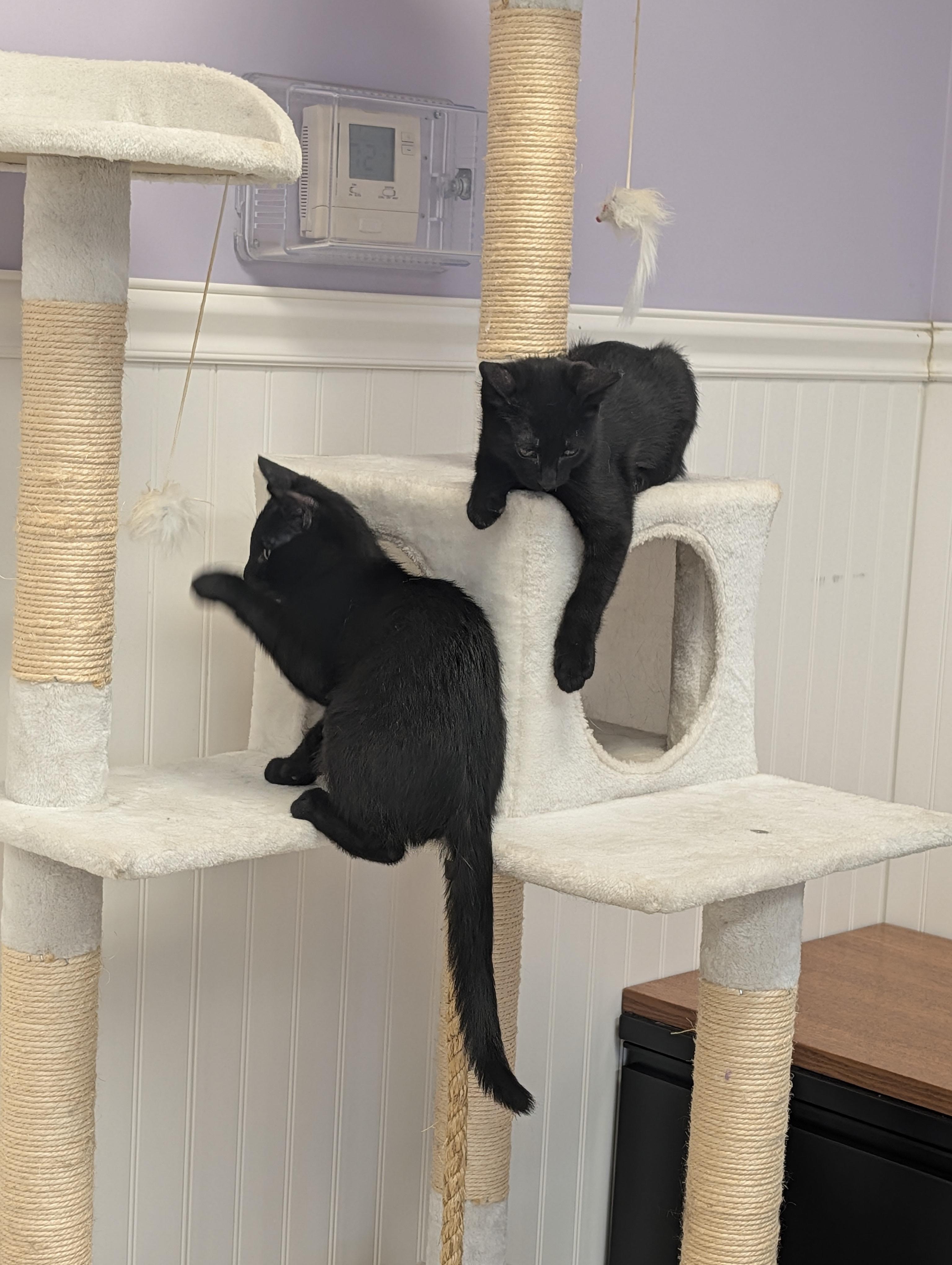 Sonic & Sparky, a ADOPTABLE Domestic Short Hair in Westbrook, CT image 5/6