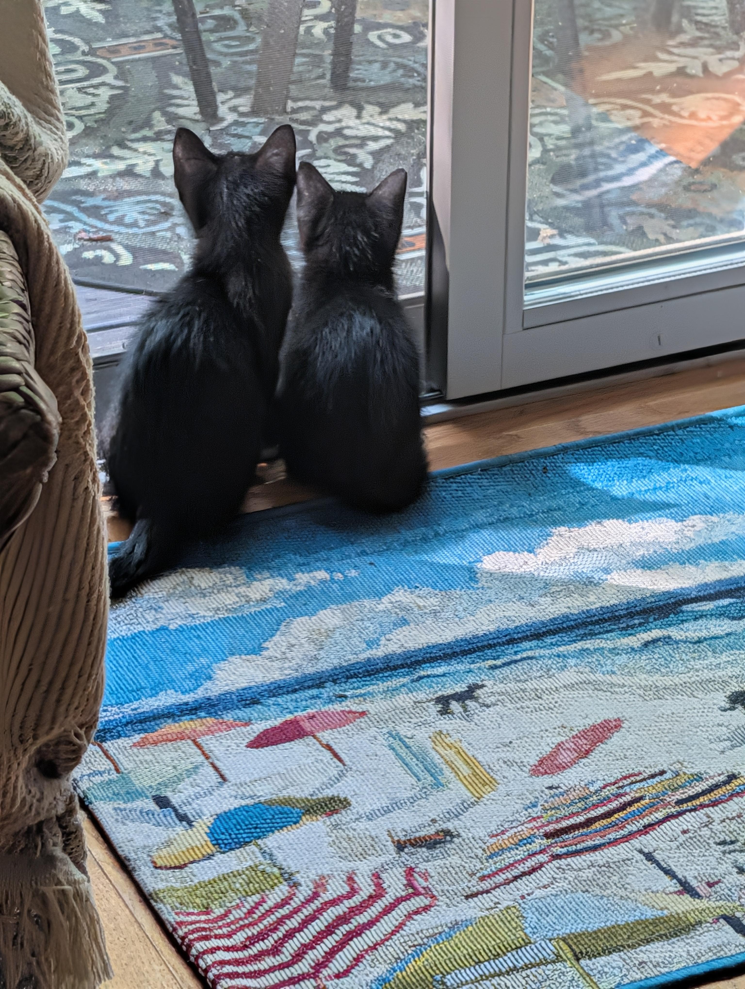 Enlarge Sonic & Sparky, a ADOPTABLE Domestic Short Hair in Westbrook, CT image 2/6