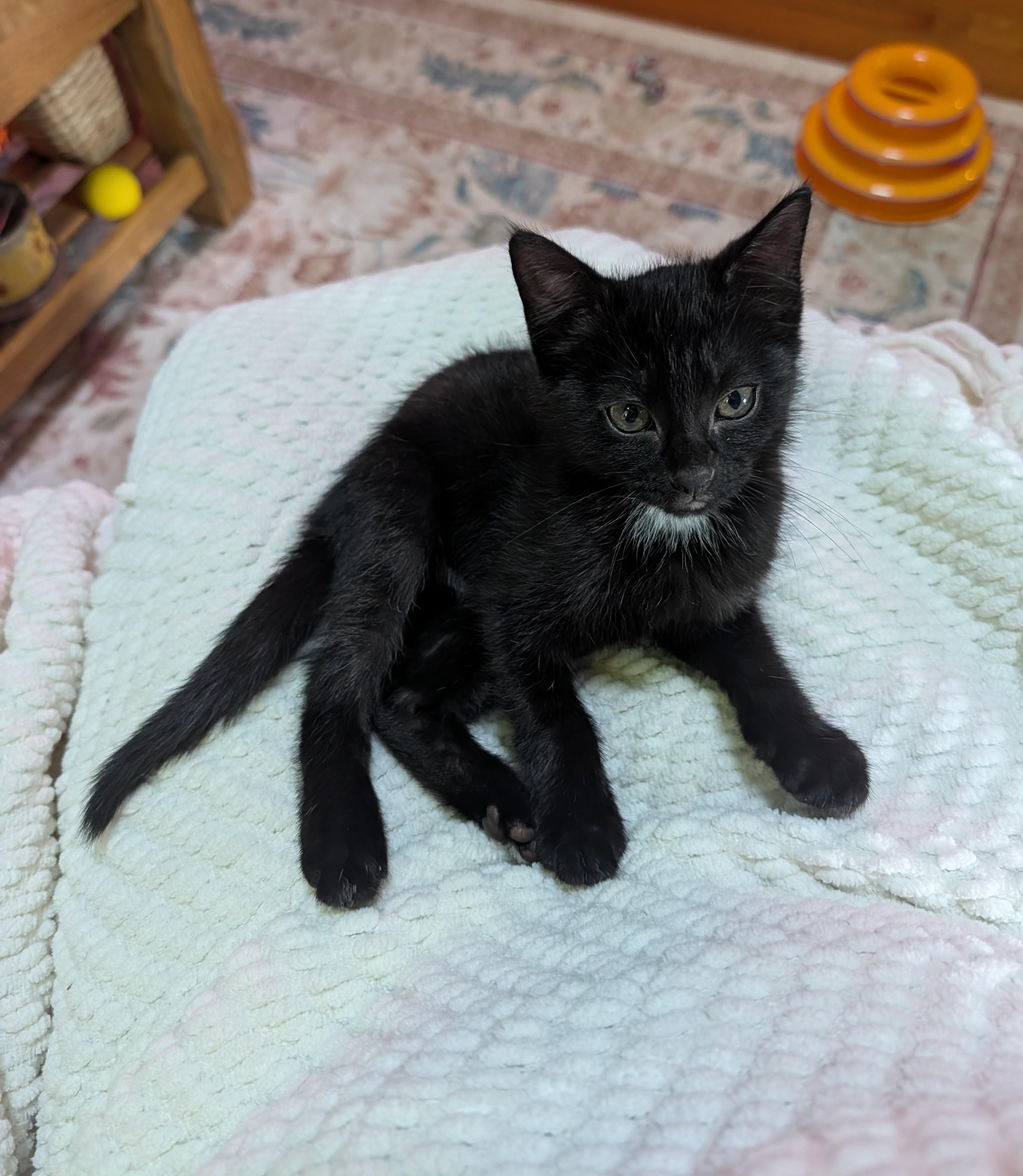 Enlarge Sonic & Sparky, a ADOPTABLE Domestic Short Hair in Westbrook, CT image 4/6