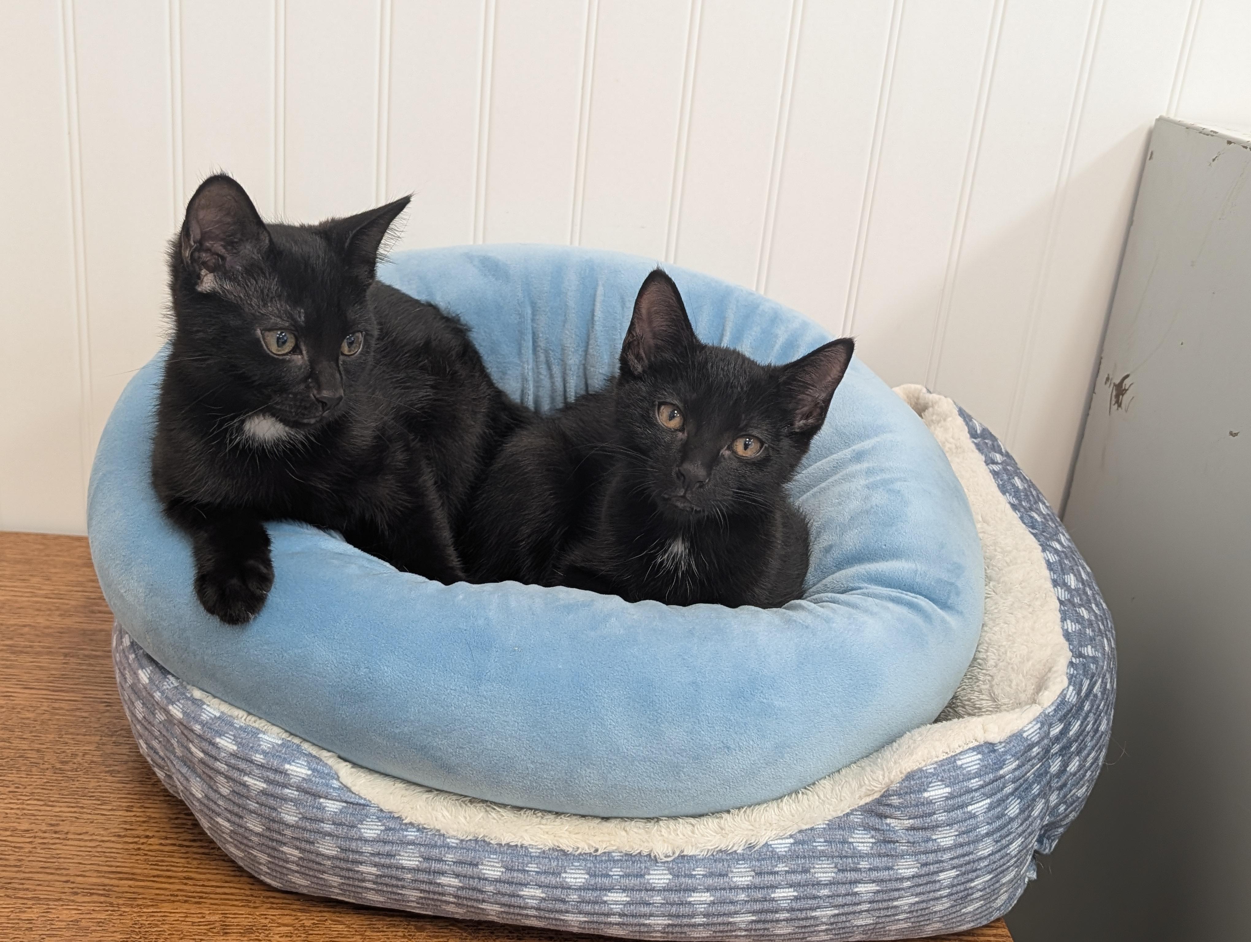 Sonic & Sparky, ADOPTABLE, Kitten Male Domestic Short Hair.