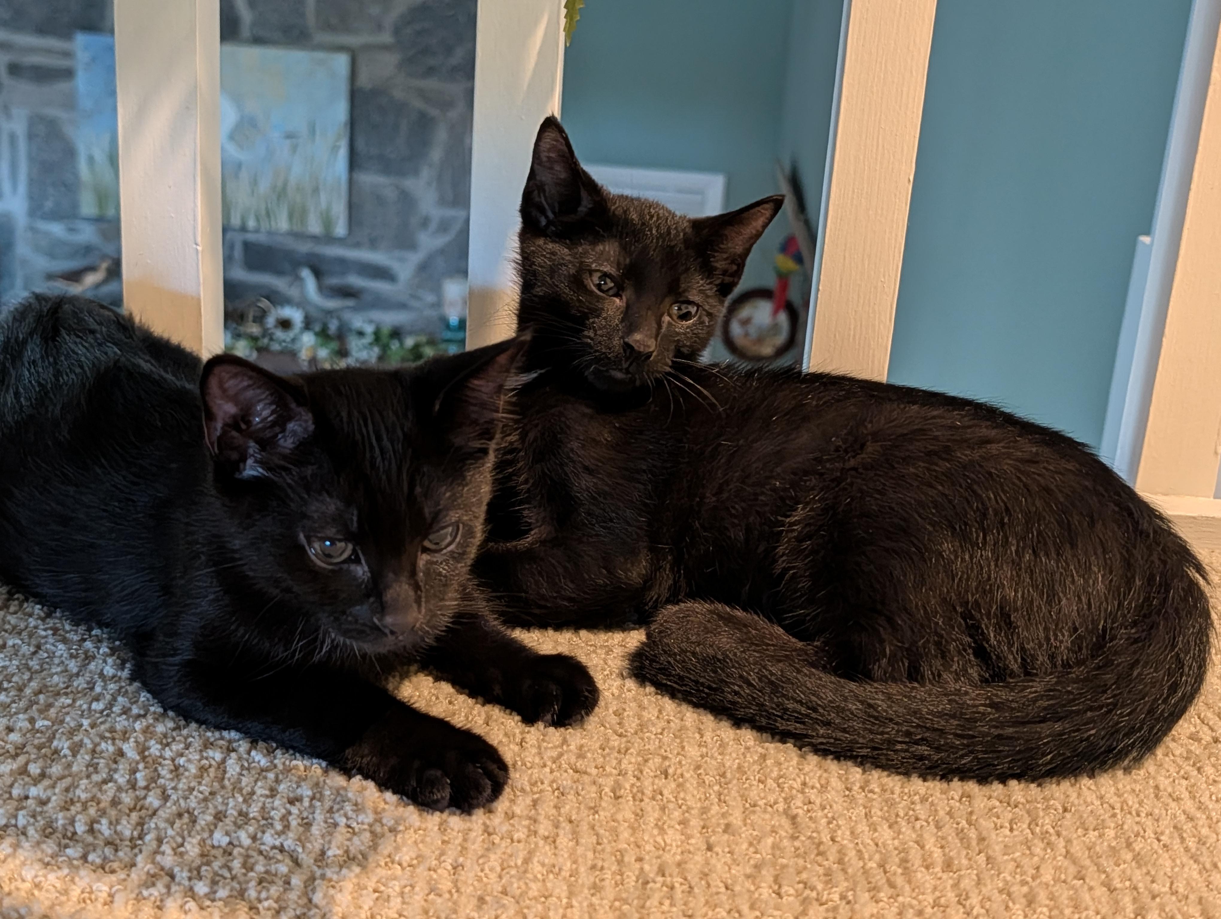 Sonic & Sparky, a ADOPTABLE Domestic Short Hair in Westbrook, CT image 4/6