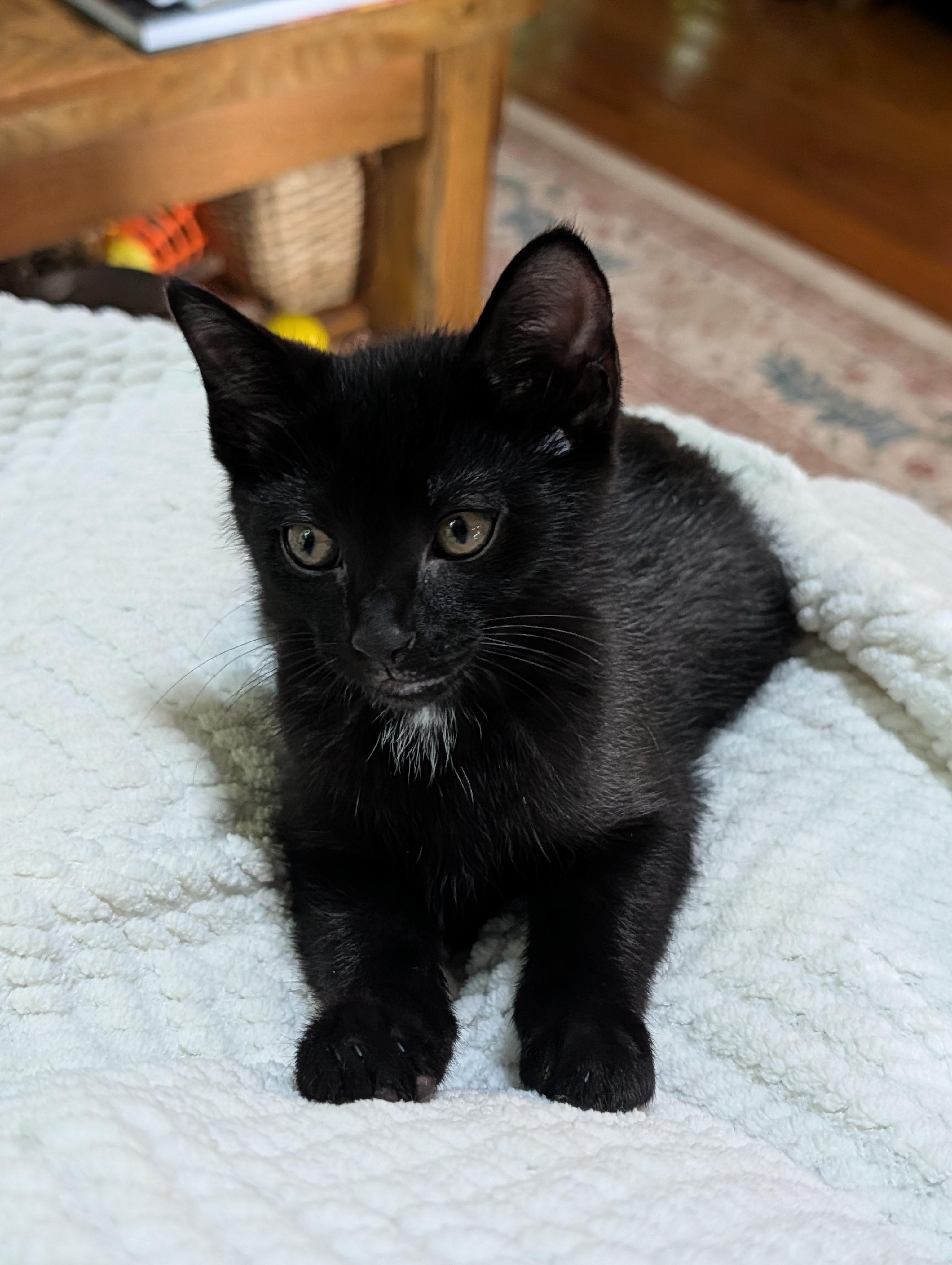 Enlarge Sonic & Sparky, a ADOPTABLE Domestic Short Hair in Westbrook, CT image 3/6