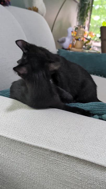 Enlarge Sonic & Sparky, a ADOPTABLE Domestic Short Hair in Westbrook, CT video 6/6