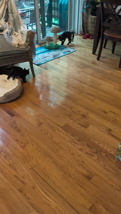 Enlarge Sonic & Sparky, a ADOPTABLE Domestic Short Hair in Westbrook, CT video 6/6