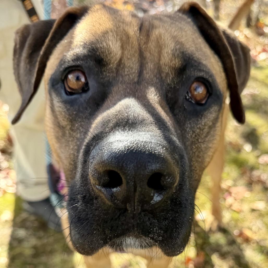 Ollie, a Adoptable Mastiff in East Hampton, NY image 1/6