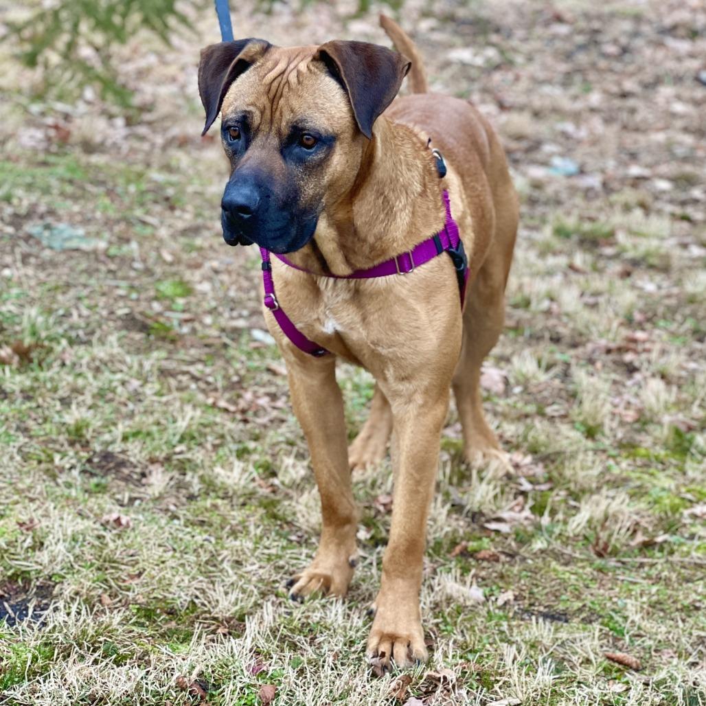 Ollie, a Adoptable Mastiff in East Hampton, NY image 2/6