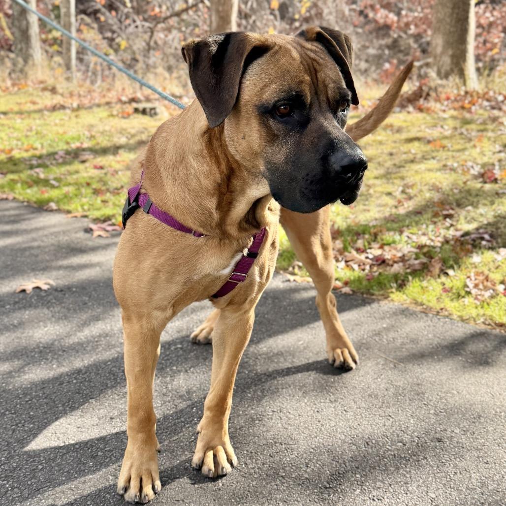 Ollie, a Adoptable Mastiff in East Hampton, NY image 3/6