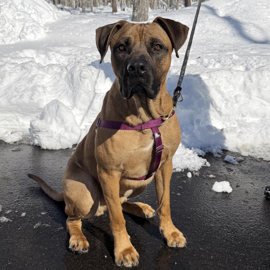 Ollie, a Adoptable Mastiff in East Hampton, NY image 4/6