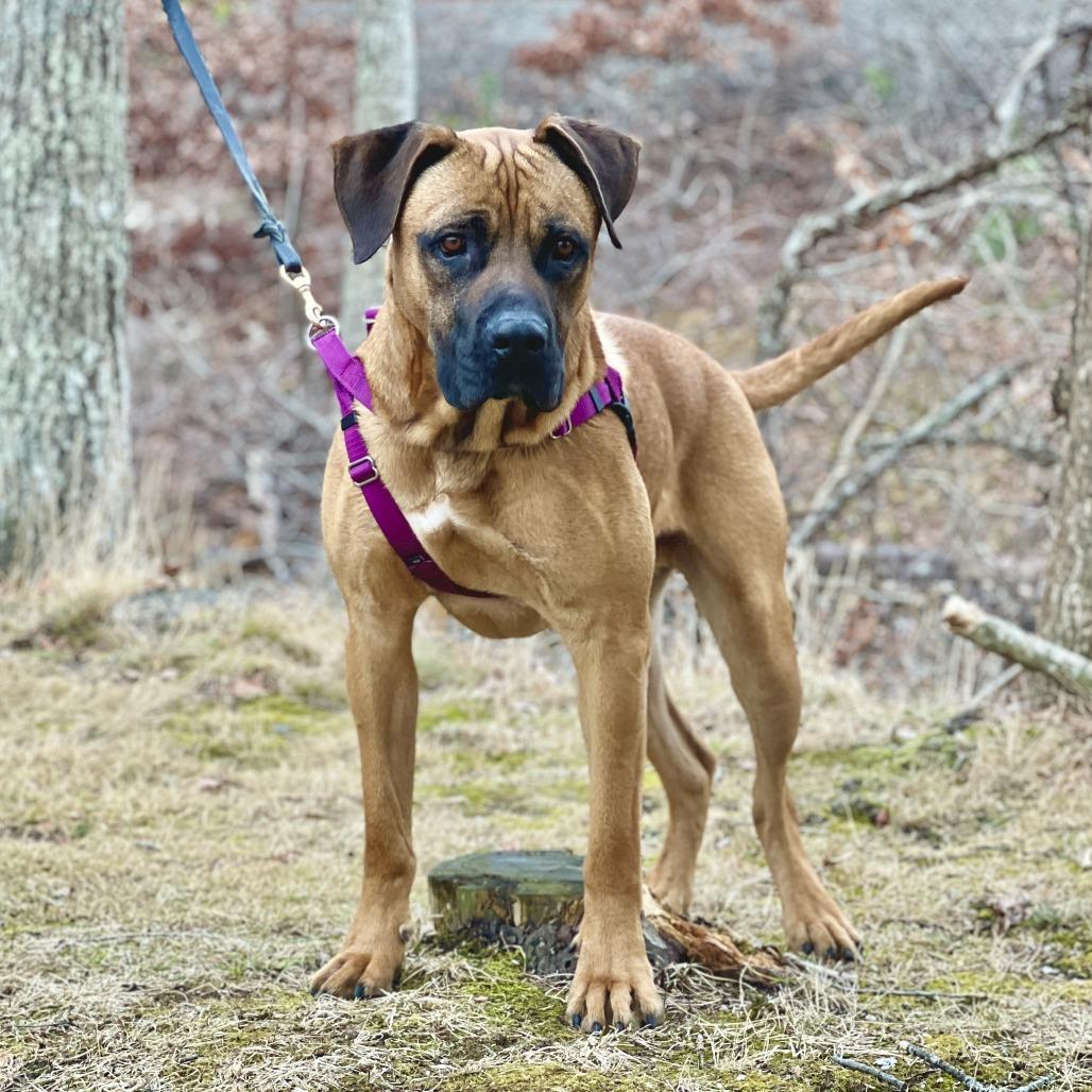 Ollie, a Adoptable Mastiff in East Hampton, NY image 5/6