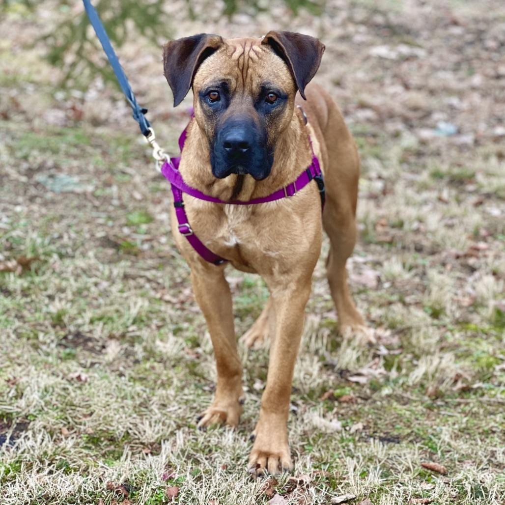 Ollie, a Adoptable Mastiff in East Hampton, NY image 6/6