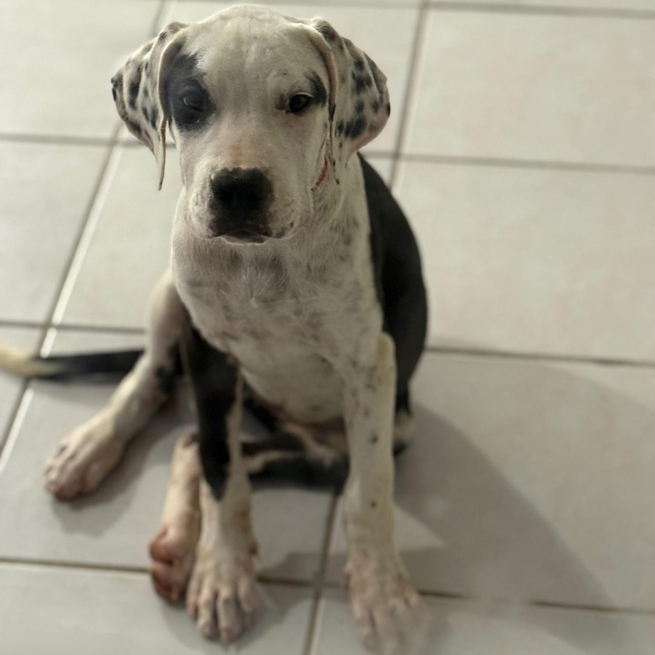 Enlarge Cruella, a ADOPTABLE mixed breed in San Juan, PR image 2/2