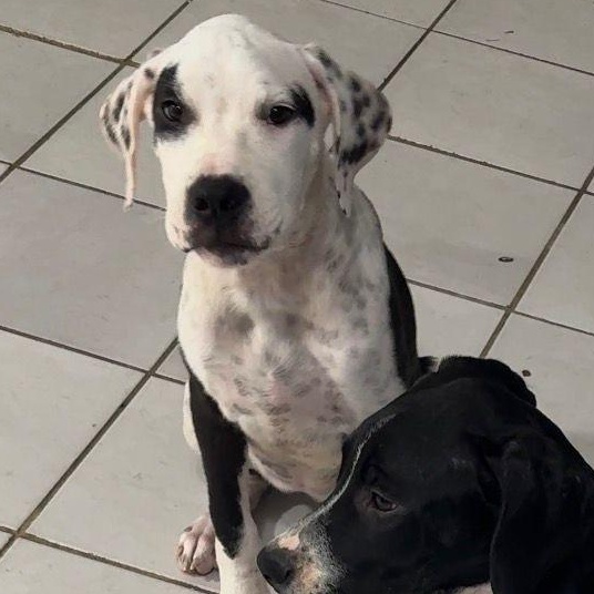 Cruella, ADOPTABLE, Puppy Female Dalmatian.
