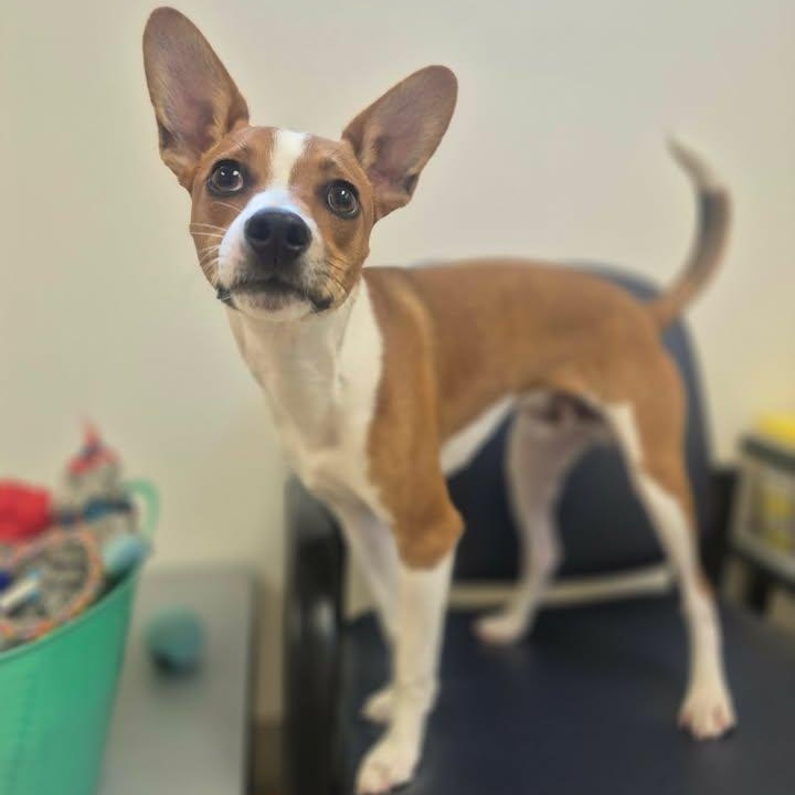 Toby, adopted, Young Male Jack Russell Terrier.