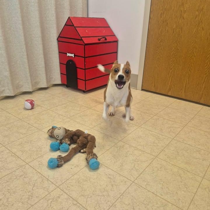 Toby, an adopted Jack Russell Terrier in Bluffton, IN image 3/4