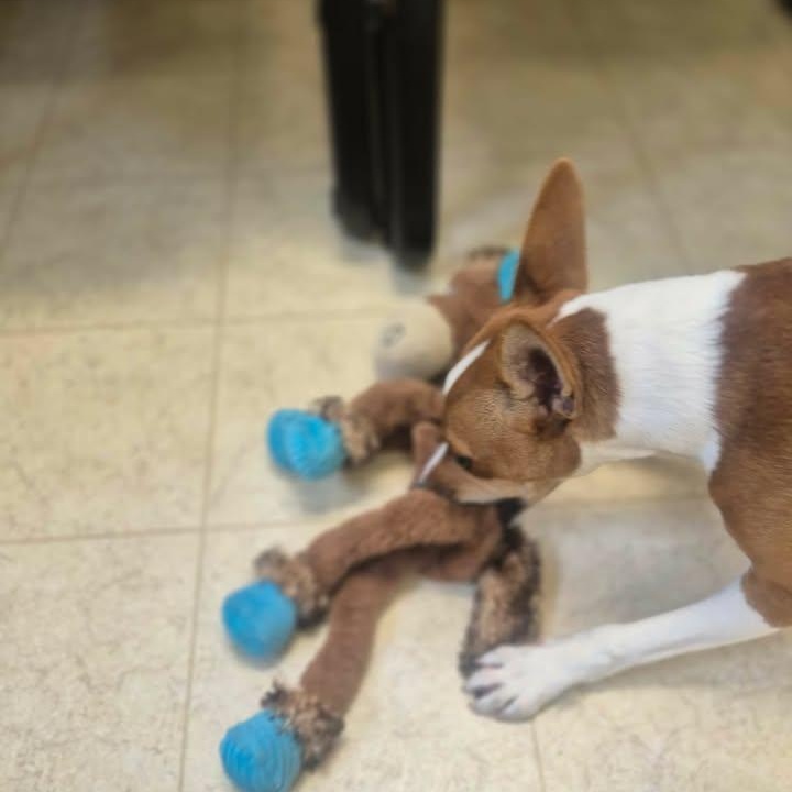 Toby, an adopted Jack Russell Terrier in Bluffton, IN image 2/4