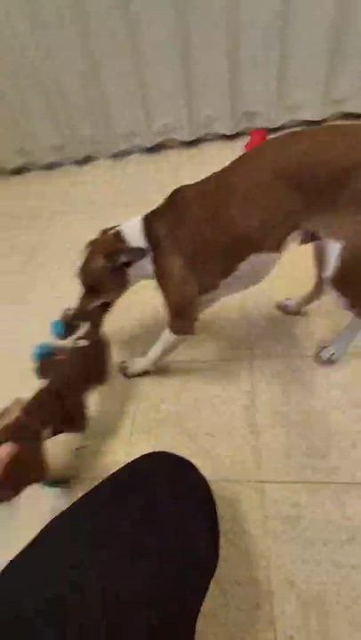 Enlarge Toby, an adopted Jack Russell Terrier in Bluffton, IN video 4/4
