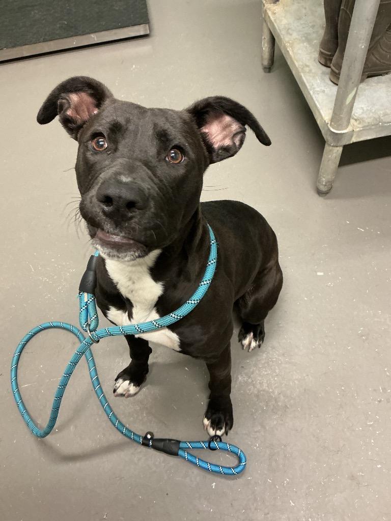 Addie, Adoptable, Young Female Mixed Breed.