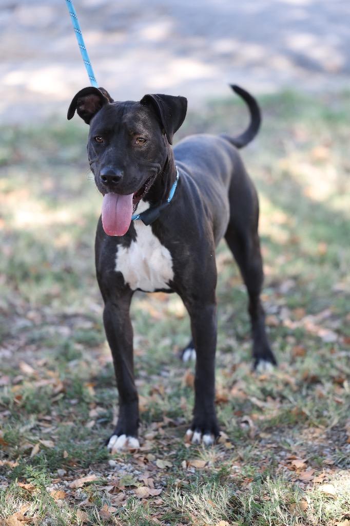 Addie, Adoptable, Young Female Labrador Retriever & Pit Bull Terrier.