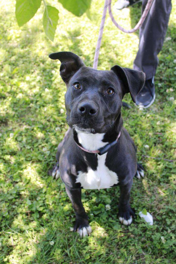 Enlarge Addie, a Adoptable mixed breed in Dyersburg, TN image 1/1