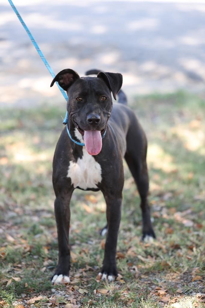 Enlarge Addie, a Adoptable mixed breed in Dyersburg, TN image 3/3
