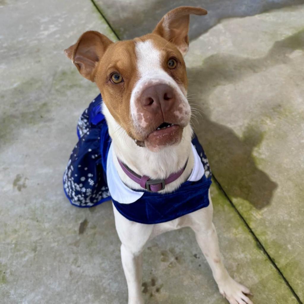 Enlarge HM24 Libby, a Adoptable mixed breed in Freeport, FL image 1/6