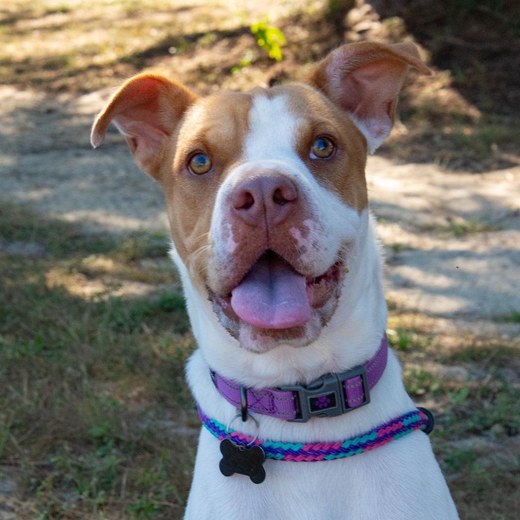 Enlarge HM24 Libby, a Adoptable mixed breed in Freeport, FL image 2/6