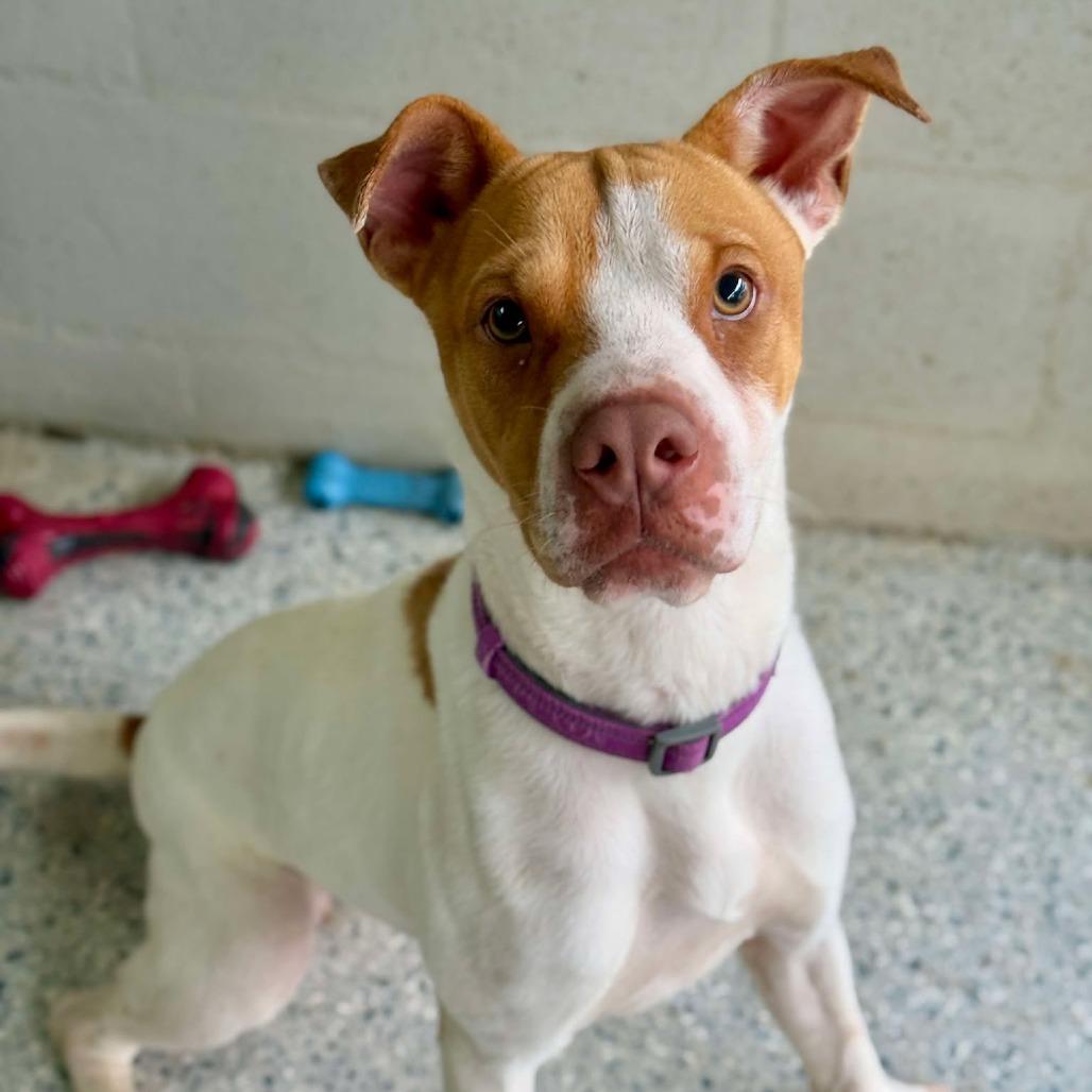 HM24 Libby, Adoptable, Adult Female Mixed Breed & Mixed Breed.