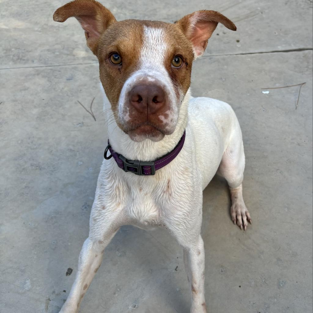 Enlarge HM24 Libby, a Adoptable mixed breed in Freeport, FL image 3/6