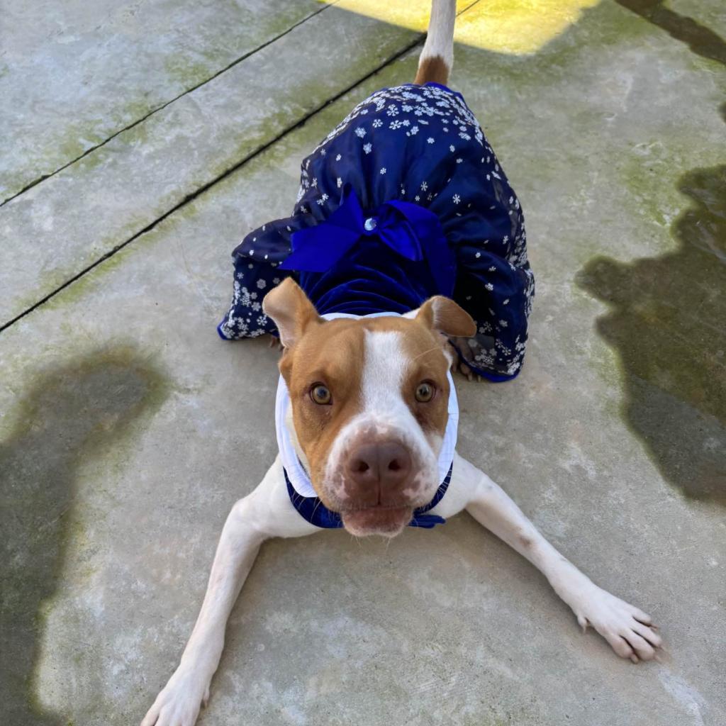 Enlarge HM24 Libby, a Adoptable mixed breed in Freeport, FL image 3/6