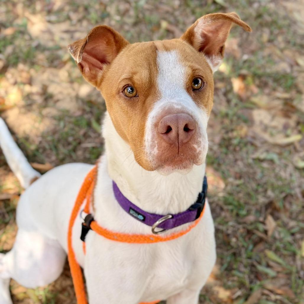 Enlarge HM24 Libby, a Adoptable mixed breed in Freeport, FL image 4/6