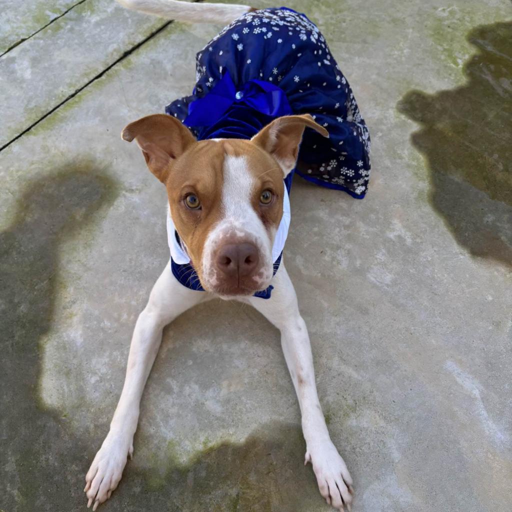 Enlarge HM24 Libby, a Adoptable mixed breed in Freeport, FL image 5/6