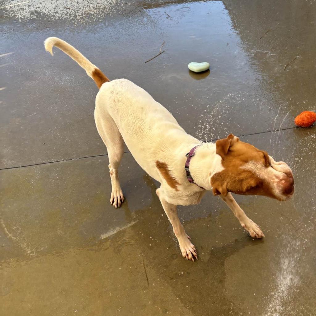 Enlarge HM24 Libby, a Adoptable mixed breed in Freeport, FL image 6/6