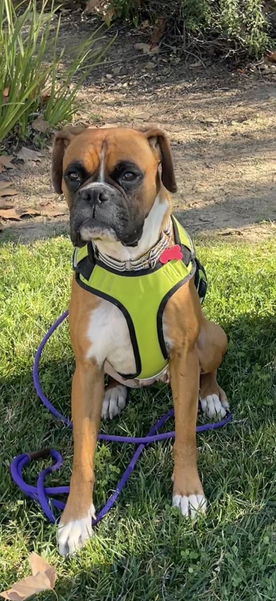 Cinnamon, Adopted, Adult Female Boxer.