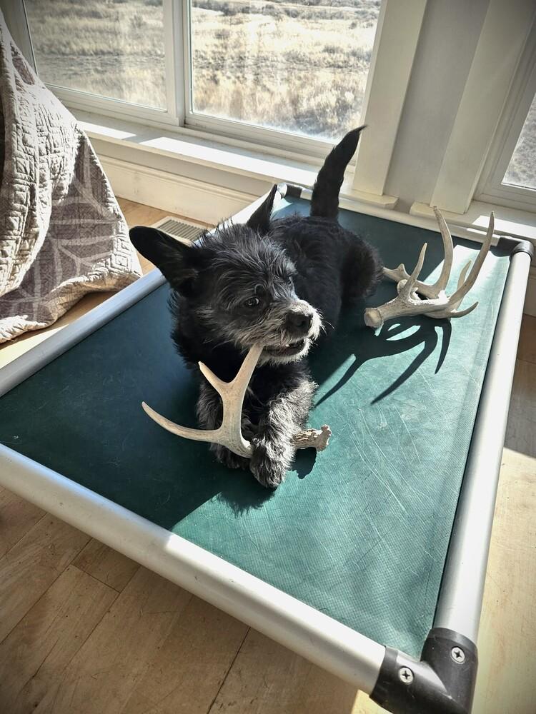 Enlarge Toto, a Adoptable mixed breed in Rathdrum, ID image 3/6