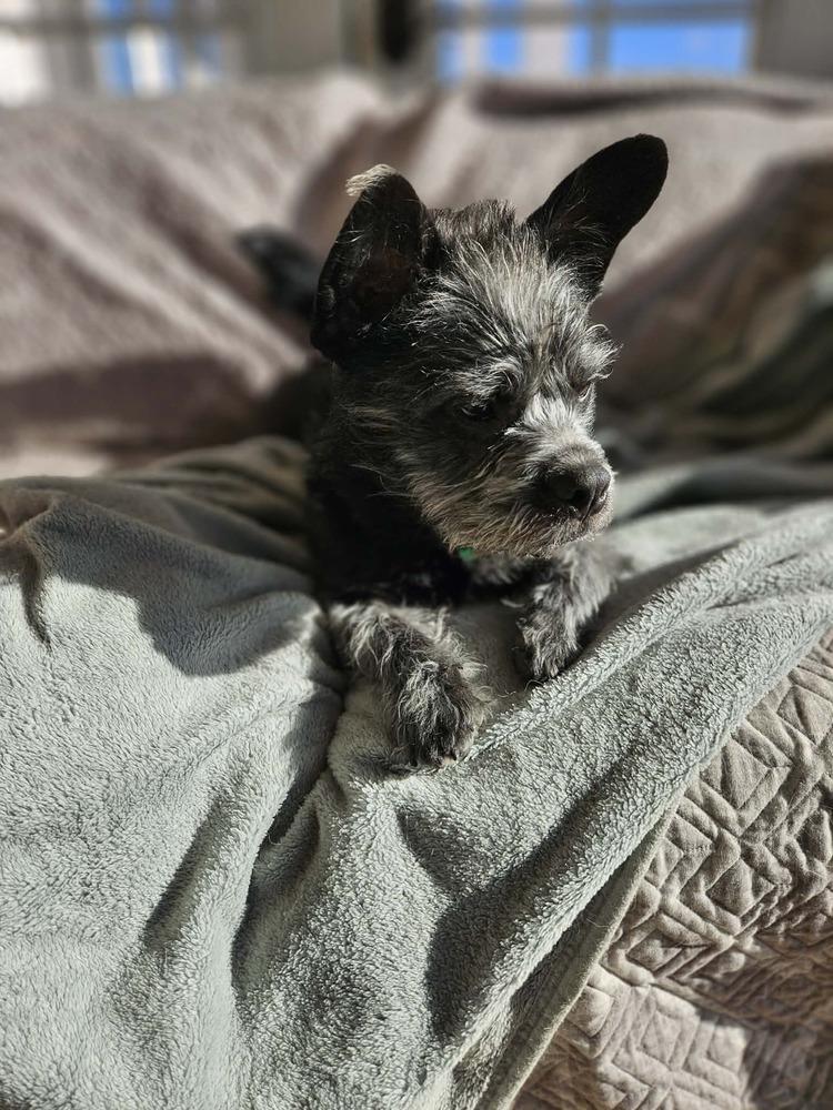 Enlarge Toto, a Adoptable mixed breed in Rathdrum, ID image 5/6