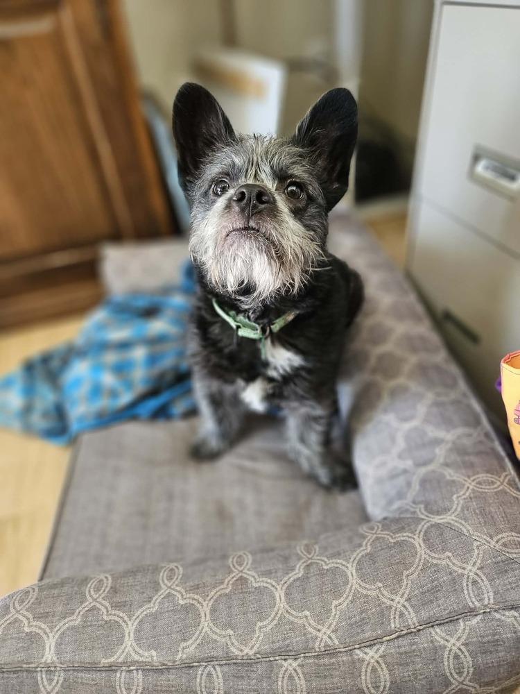 Enlarge Toto, a Adoptable mixed breed in Rathdrum, ID image 6/6