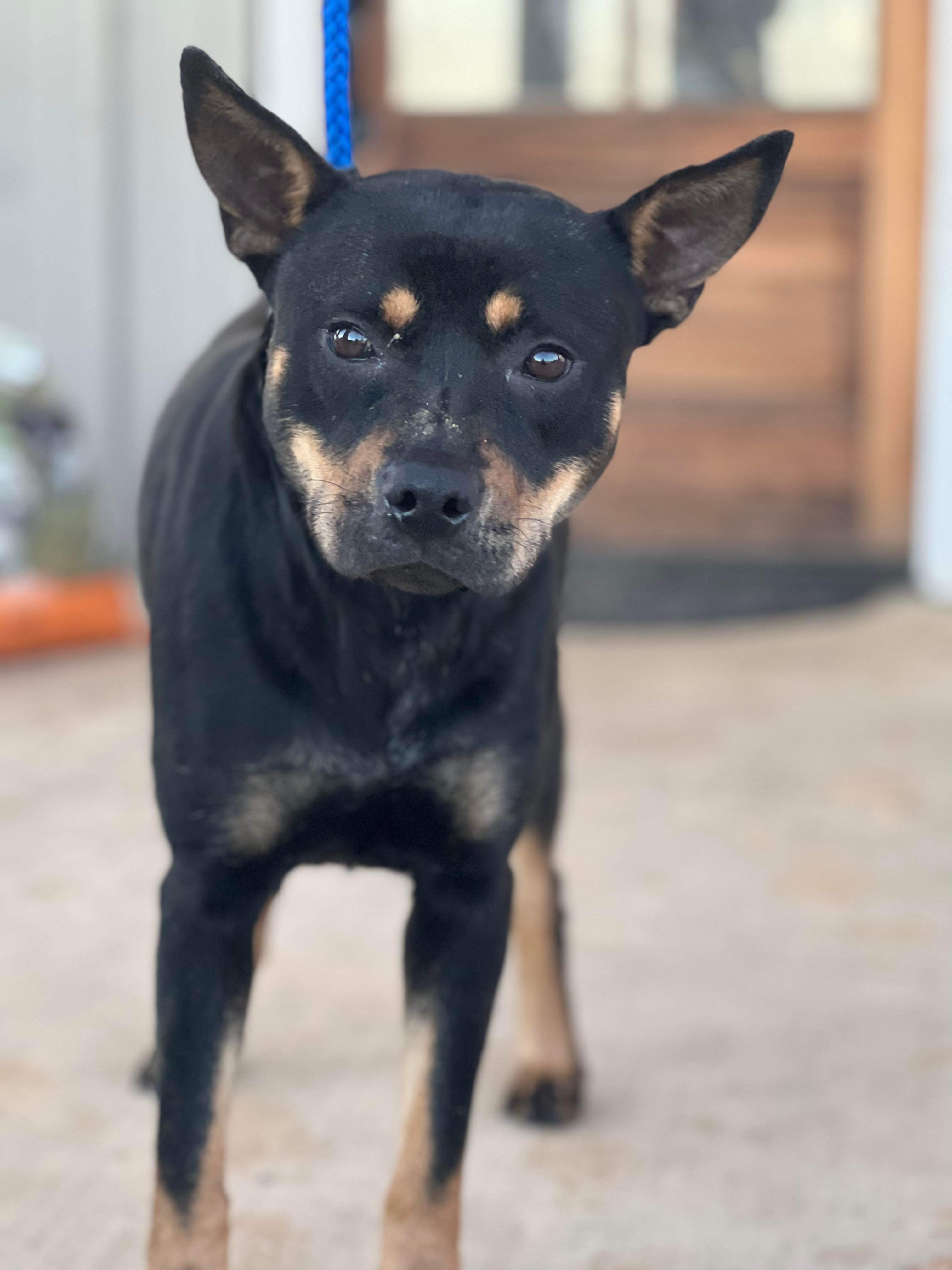 Dog for adoption Camila, a Rottweiler in Randleman, NC Petfinder