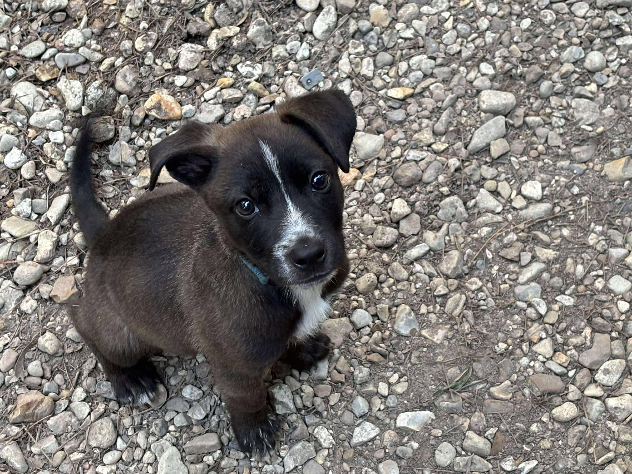 Gumbo