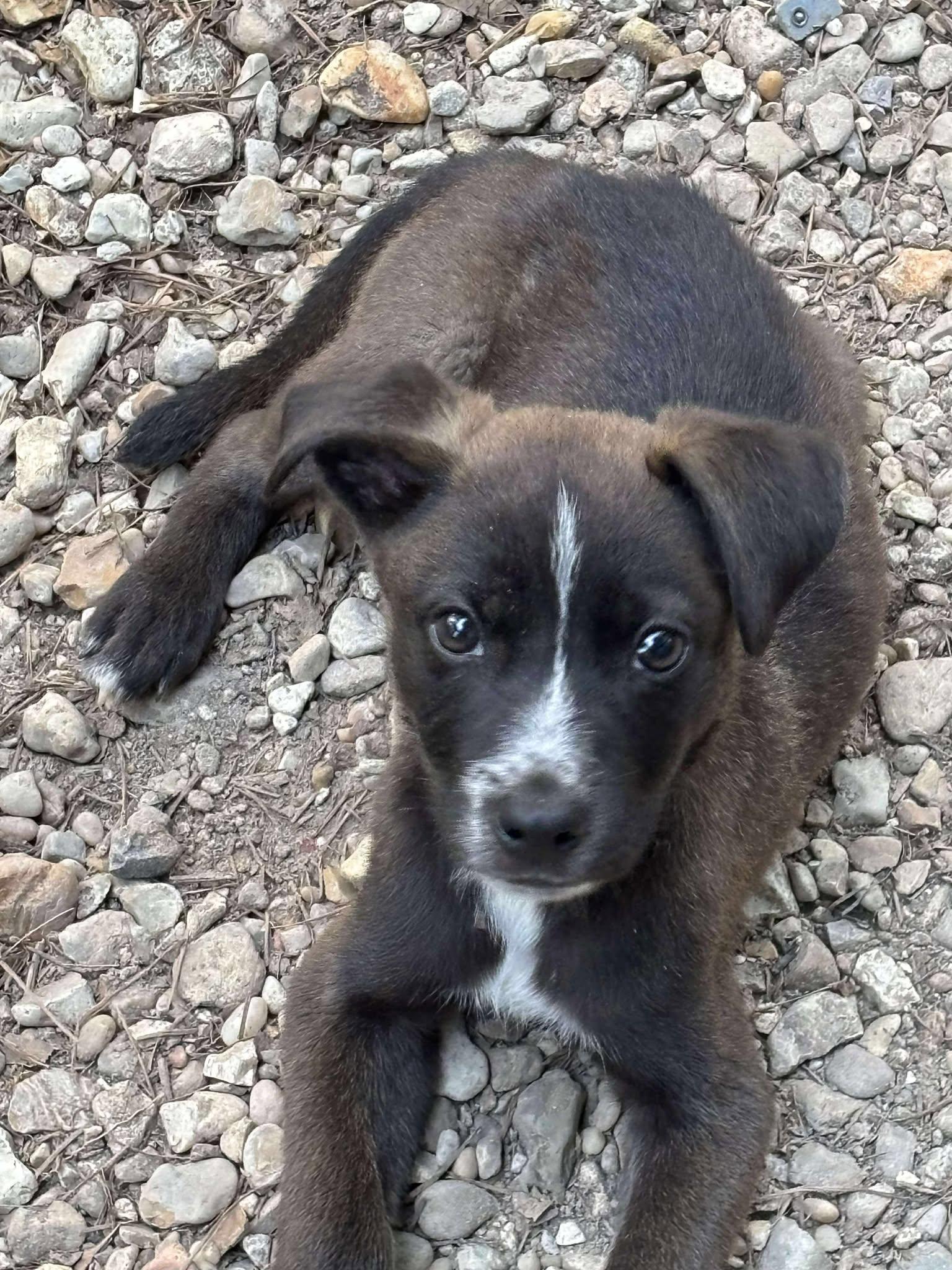Gumbo