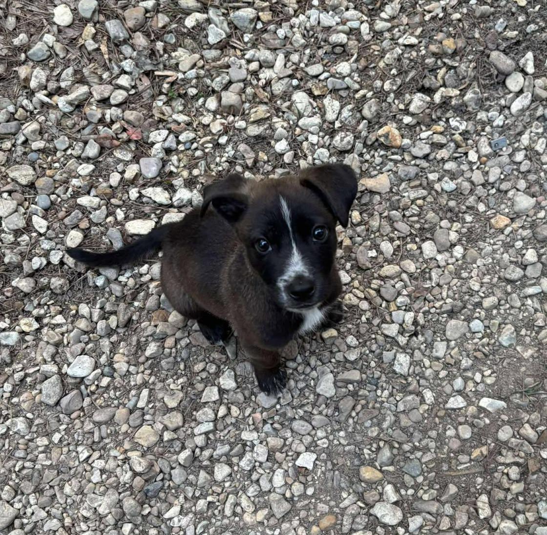 Gumbo