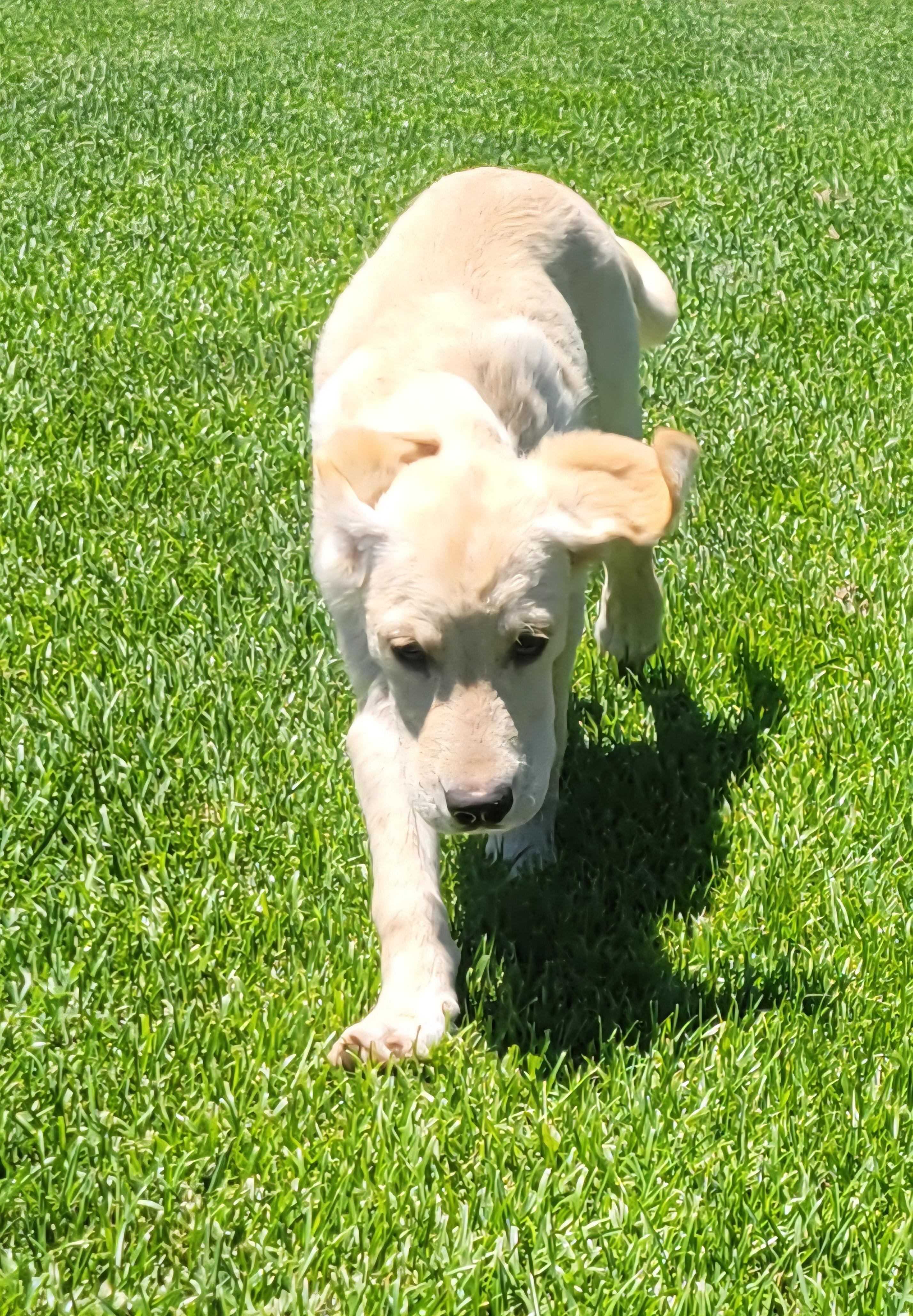 Enlarge Jerry, a ADOPTABLE mixed breed in Elwood, NJ image 5/5