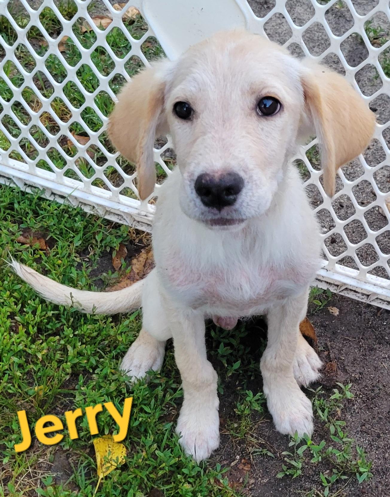 Enlarge Jerry, a ADOPTABLE mixed breed in Elwood, NJ image 4/5