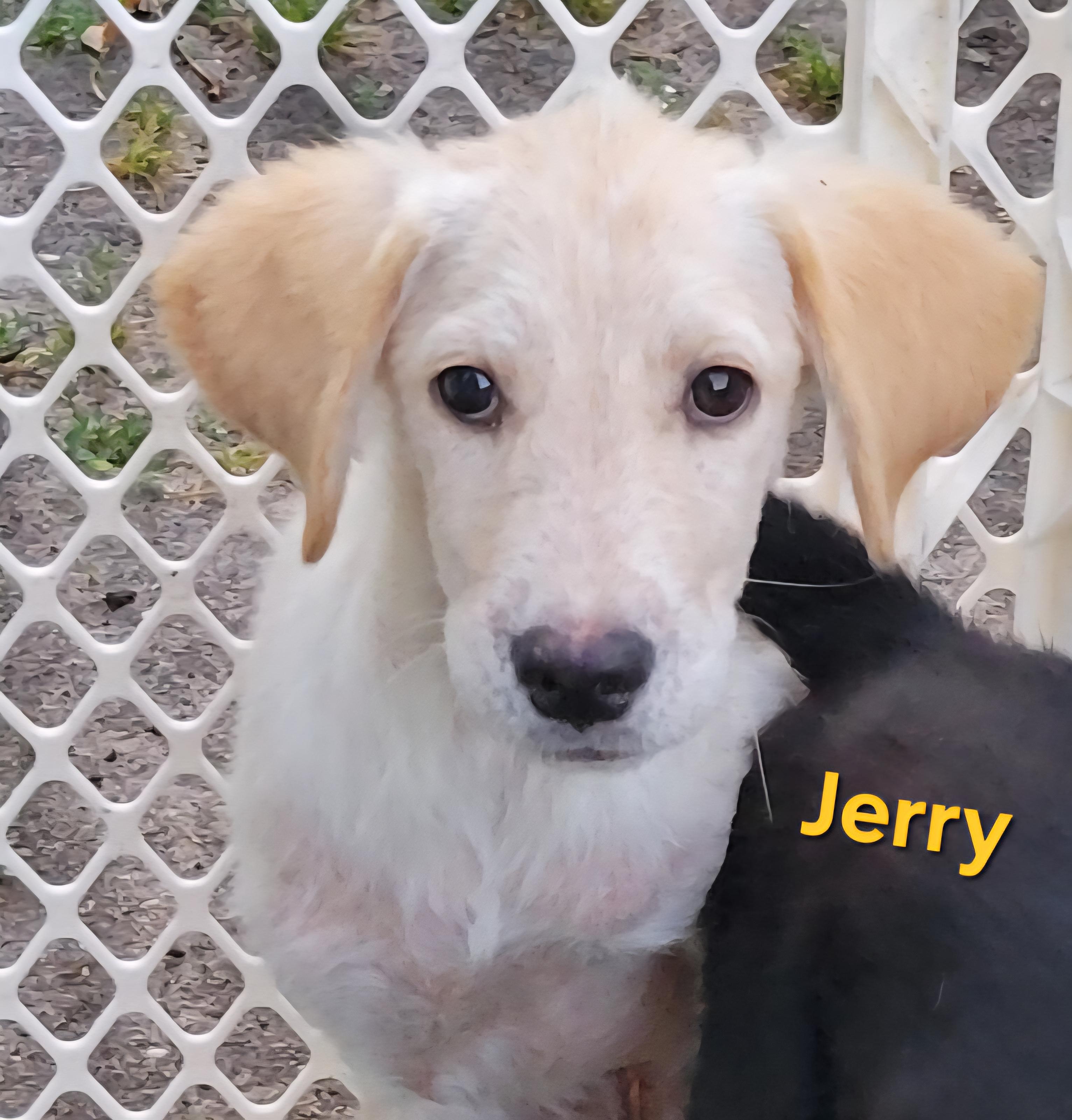 Enlarge Jerry, a ADOPTABLE mixed breed in Elwood, NJ image 2/5