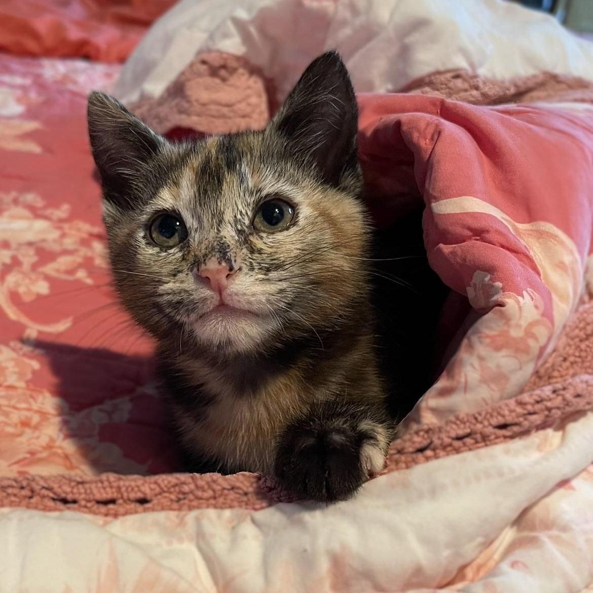 Tamar, Adoptable, Kitten Female Torbie & Domestic Short Hair.
