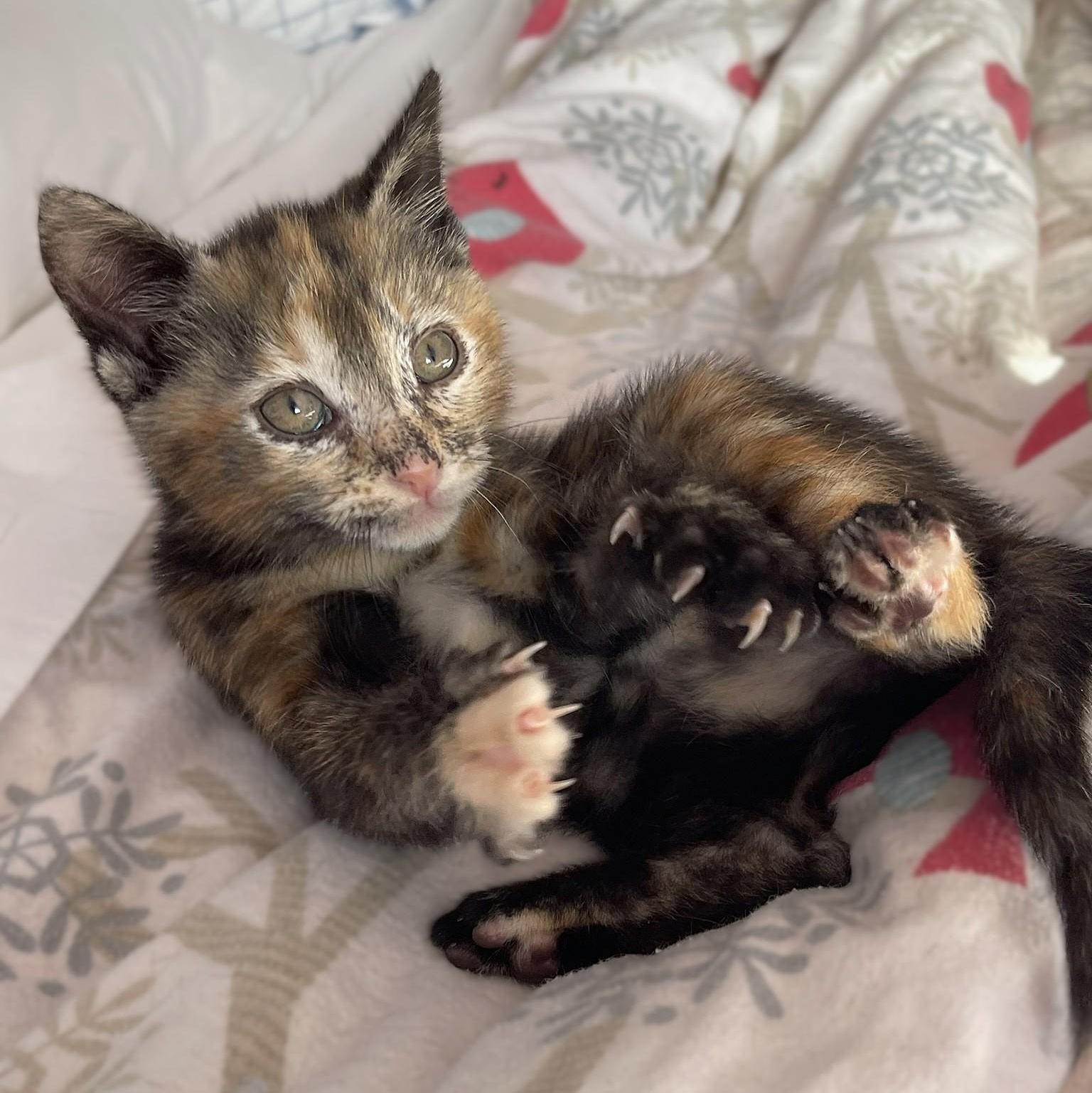 Enlarge Tamar, a Adoptable mixed breed in Culpeper, VA image 4/6