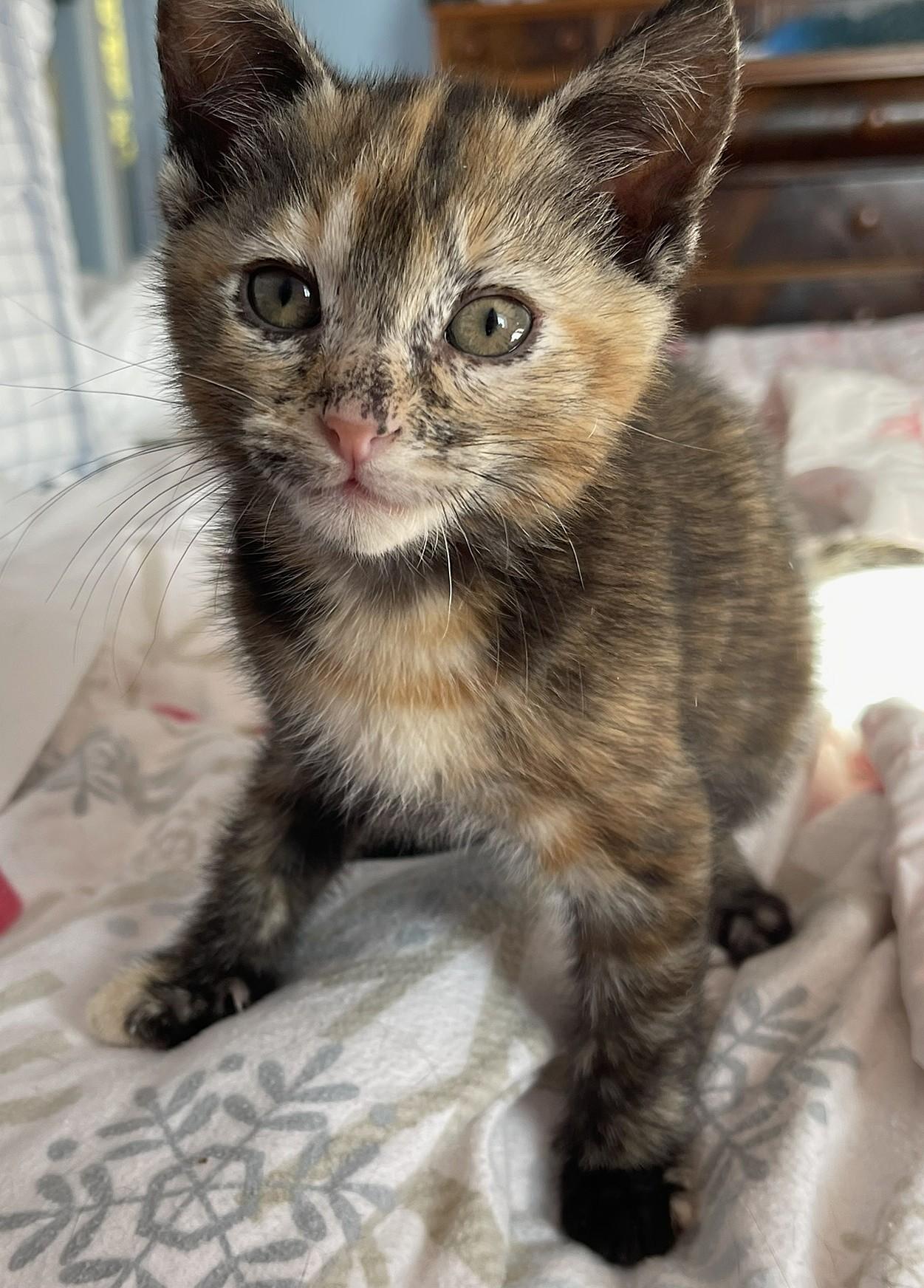 Enlarge Tamar, a Adoptable mixed breed in Culpeper, VA image 3/6