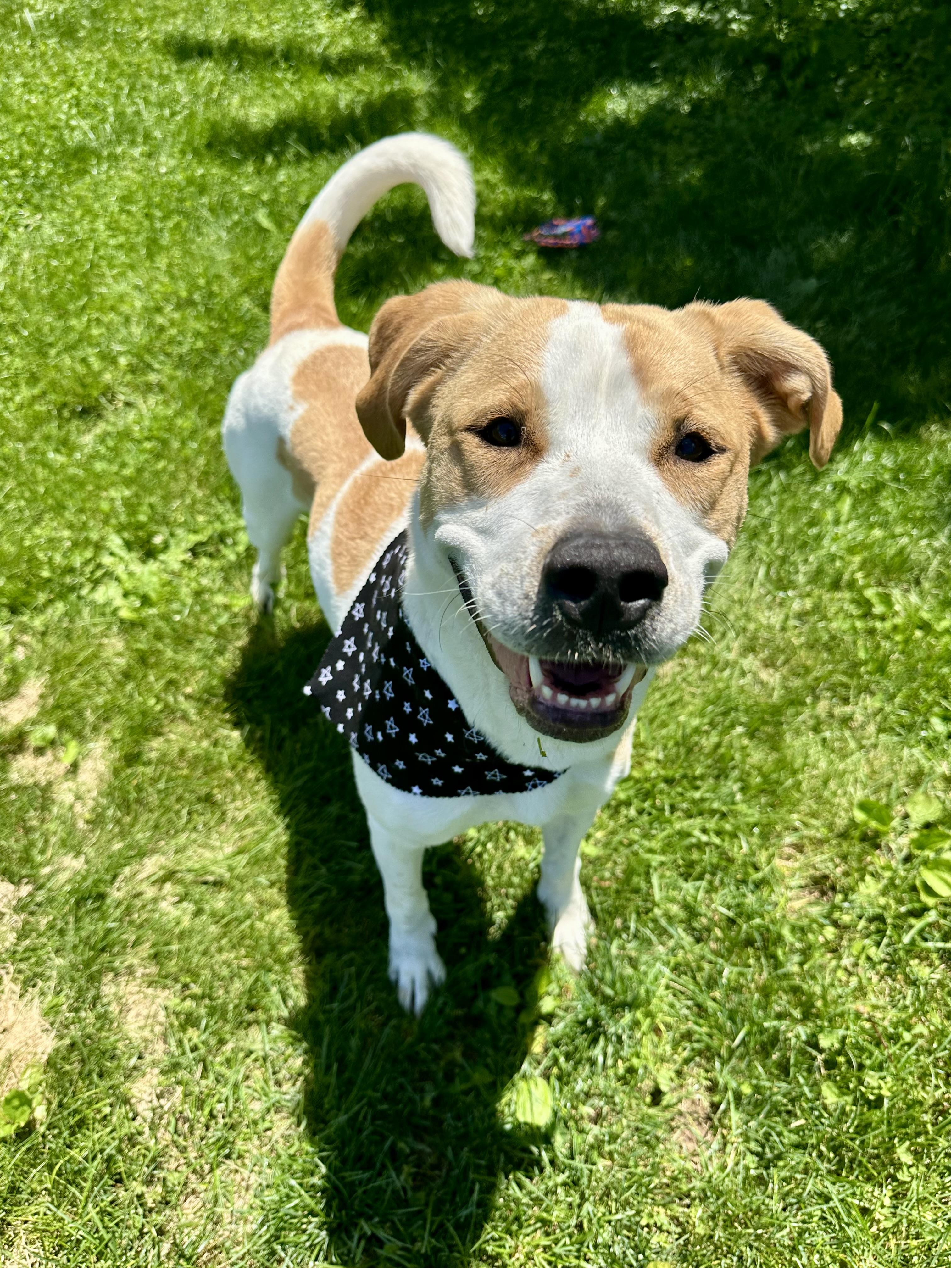 Dixie , a ADOPTABLE Coonhound in Clinton, PA image 6/6