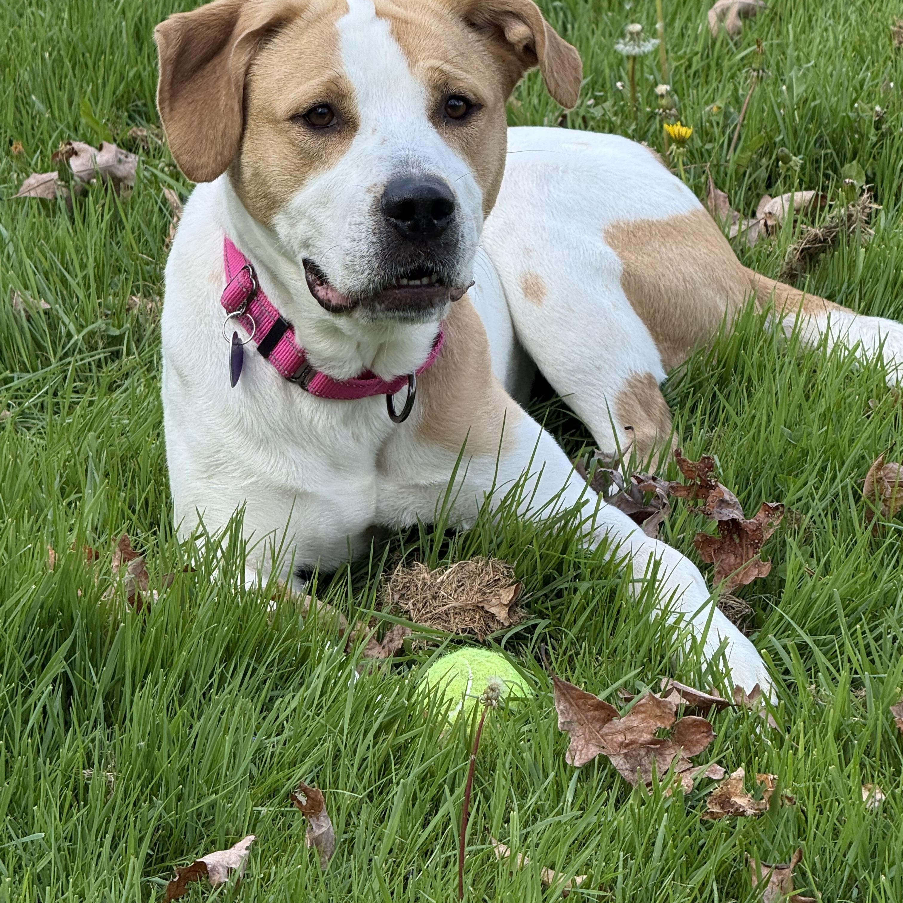Dixie , ADOPTABLE, Adult Female Coonhound.