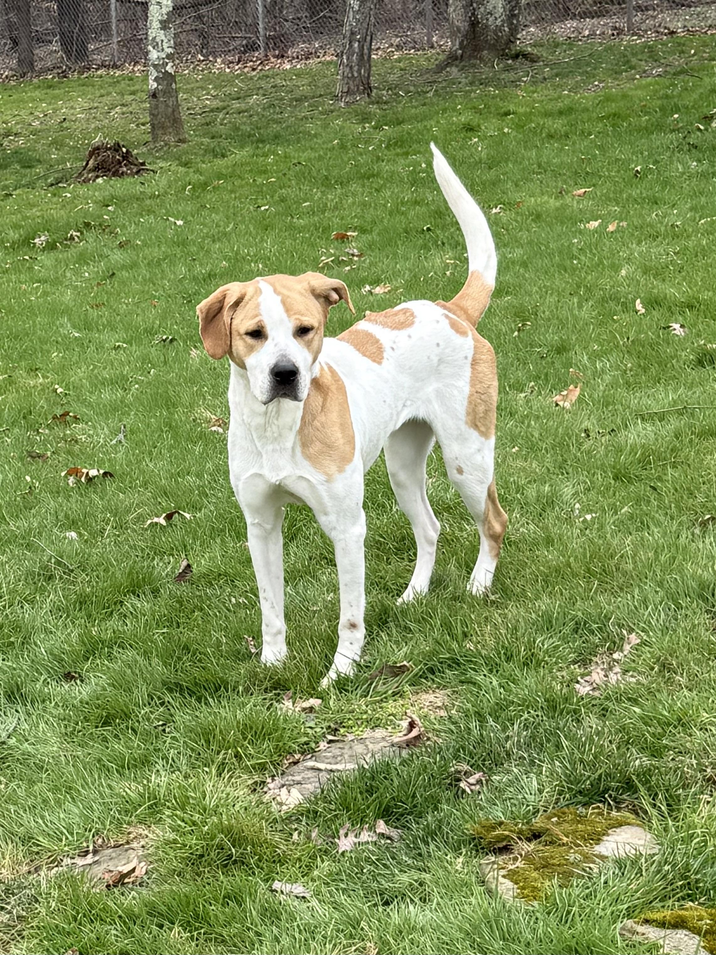 Enlarge Dixie , a ADOPTABLE Coonhound in Clinton, PA image 4/4