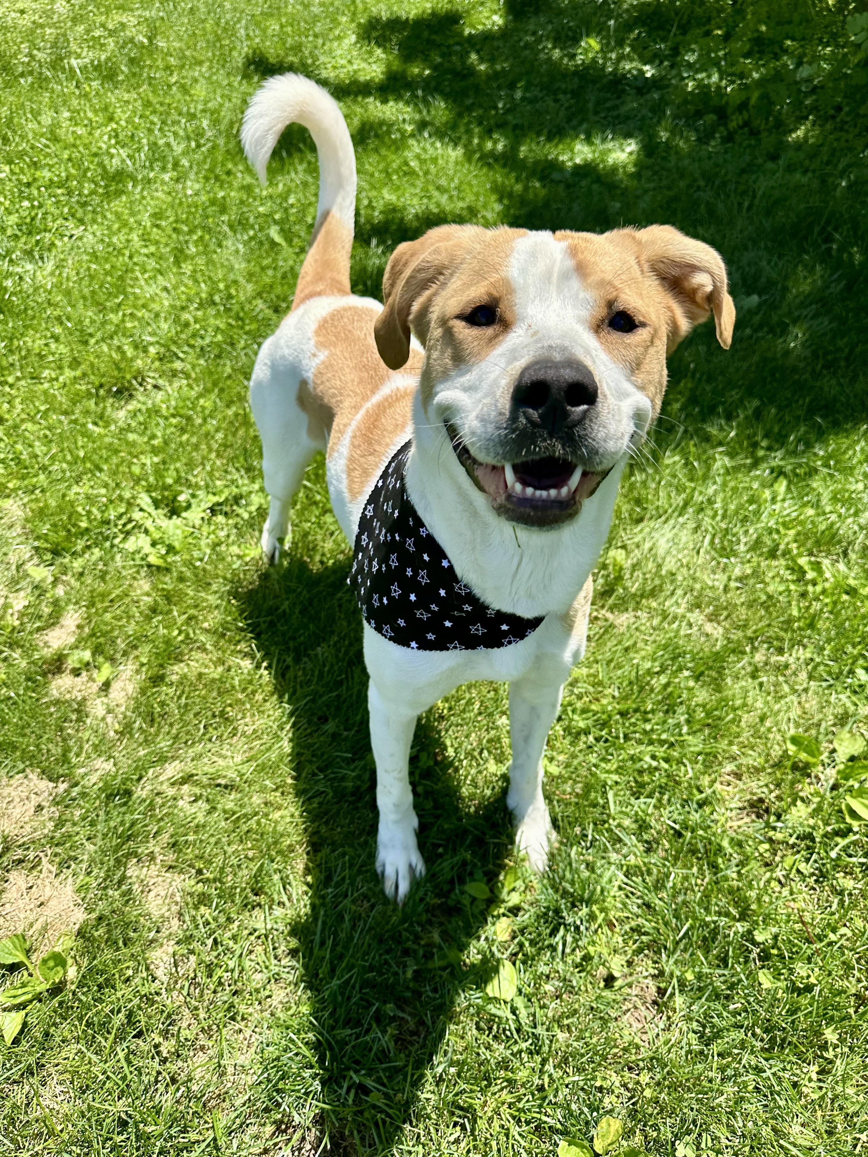 Dixie , a ADOPTABLE Coonhound in Clinton, PA image 3/6